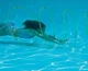 Swimline 9170 Swim-Through Underwater Pool Hoops - Pool Toys 4 Weighted Hoops Swimline 9170 Swim-Through Underwater Pool Hoops - Pool Toys 4 Weighted Hoops